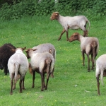 Roux Ardennais 127